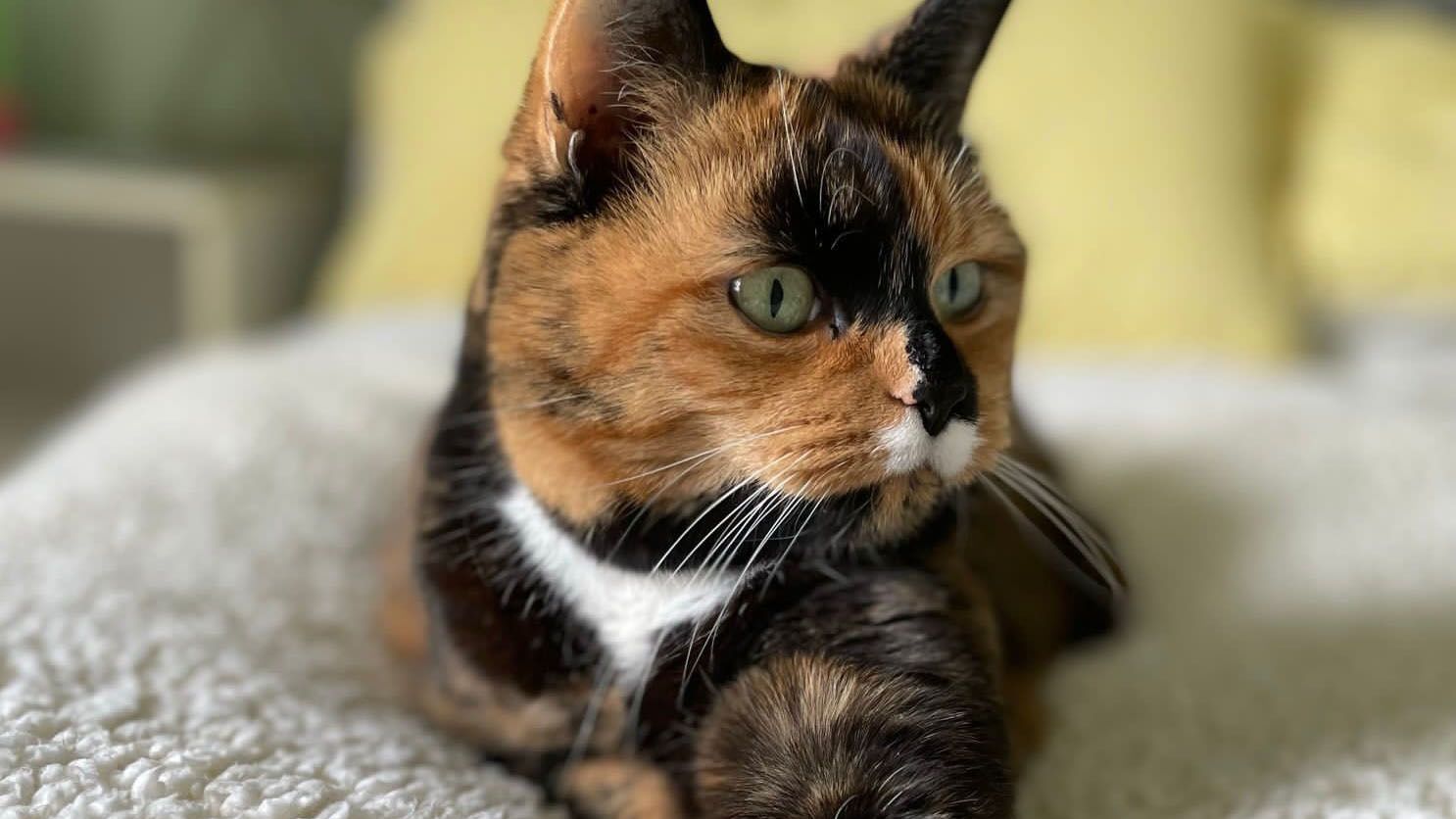 Cat Fostering & Adoption
