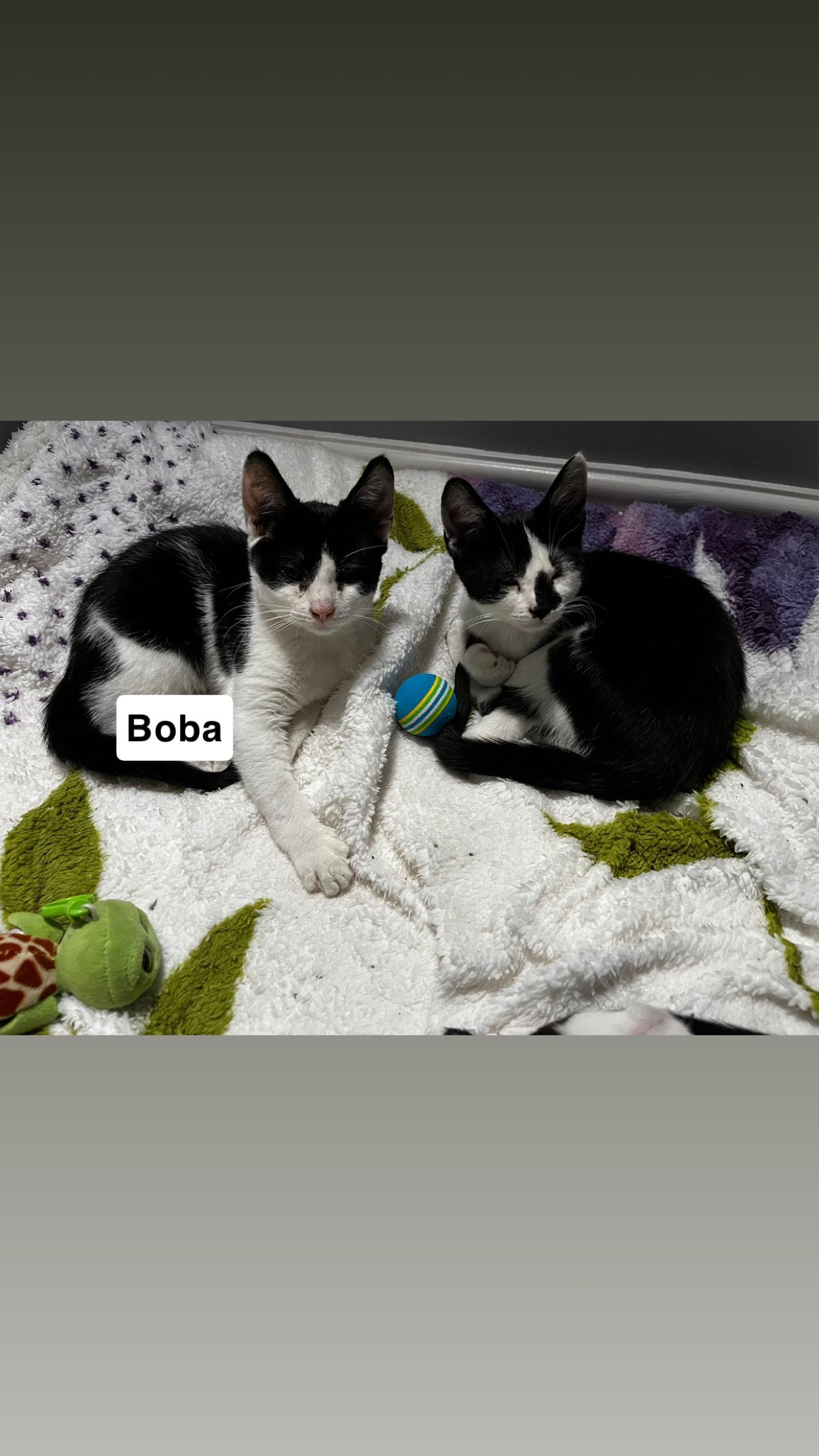 Boba