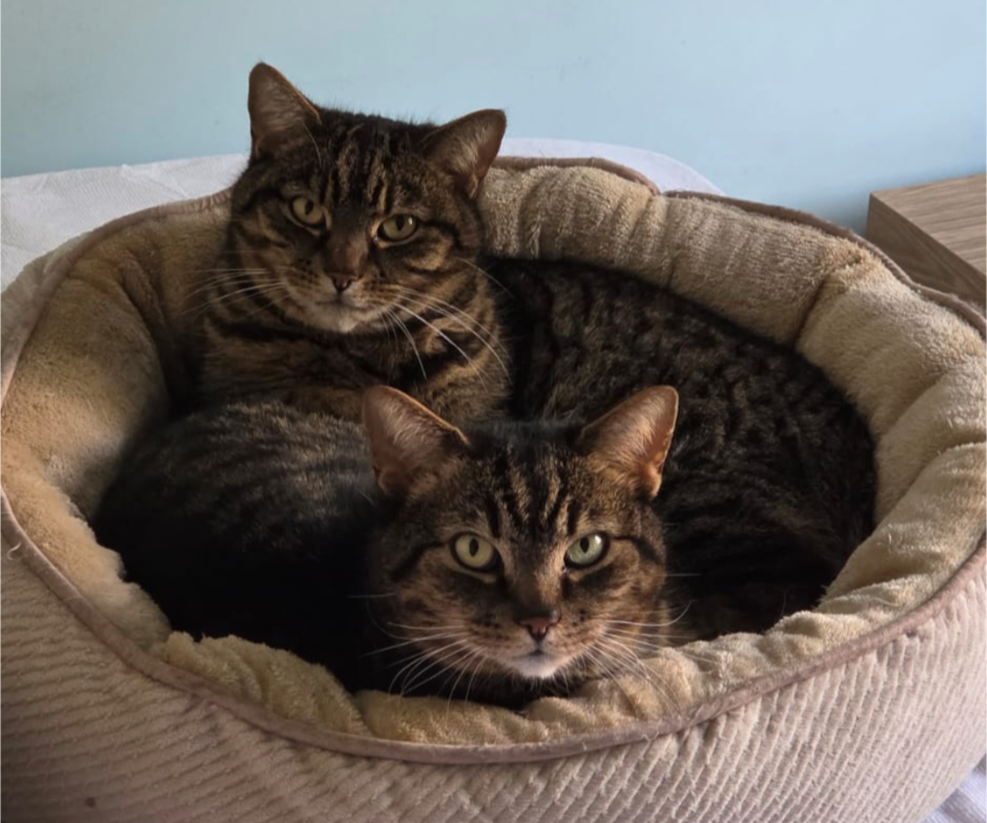 Milo and Trooper
