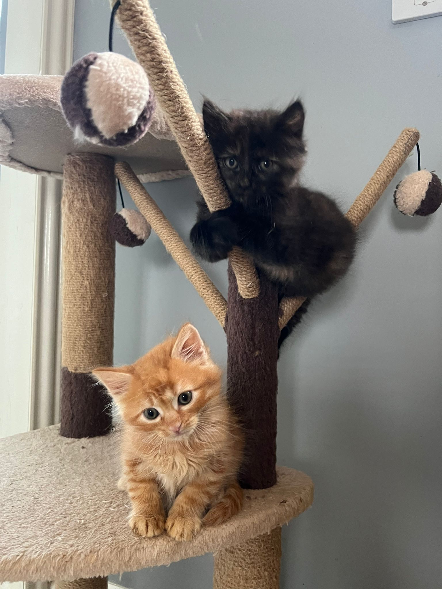 Kittens