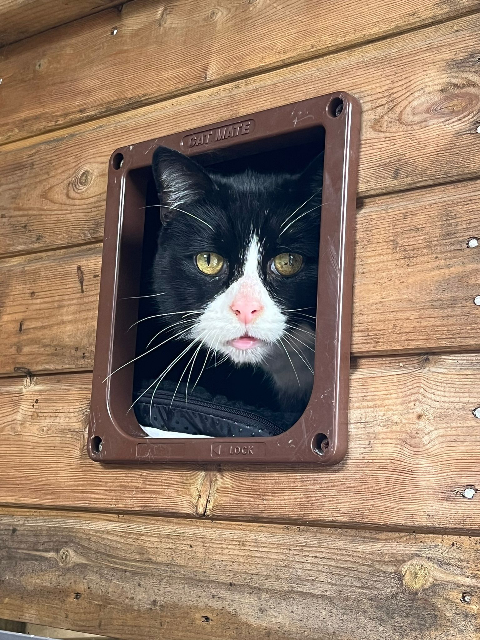 Outside cats