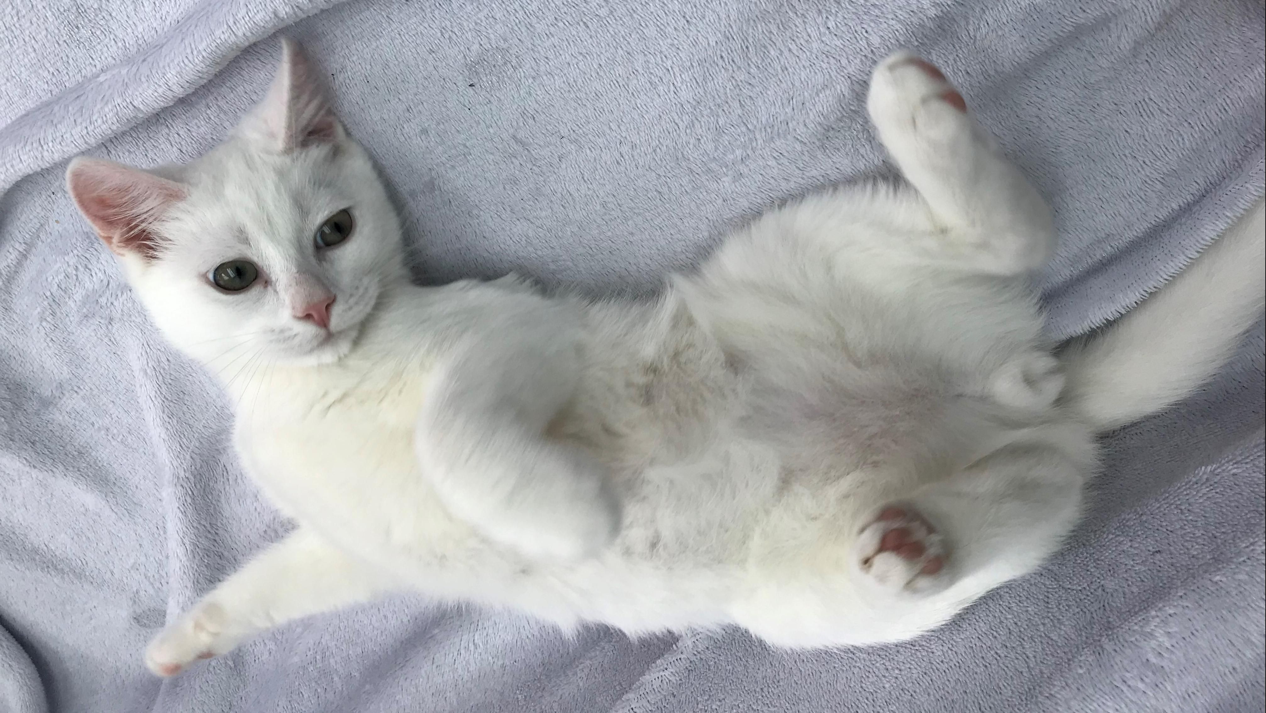 Tips for finding a missing cat
