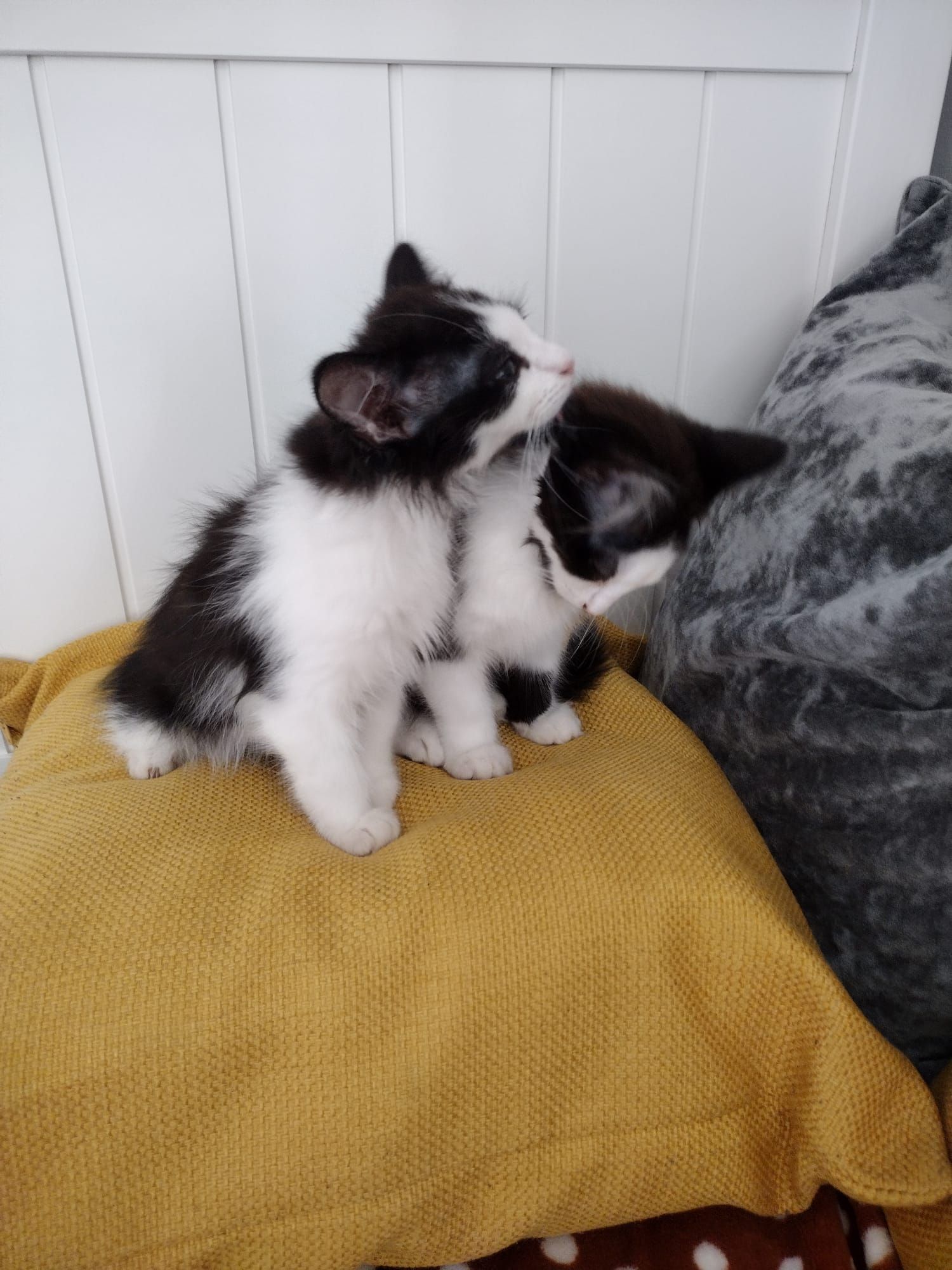 Kittens